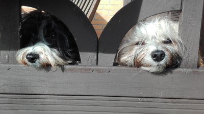 Hunde Willkommen 