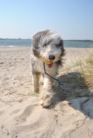 Hund am Strand