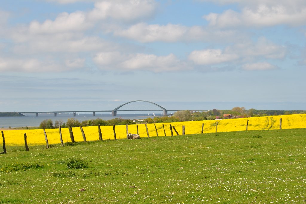 Fehmarnsundbrücke im Raps